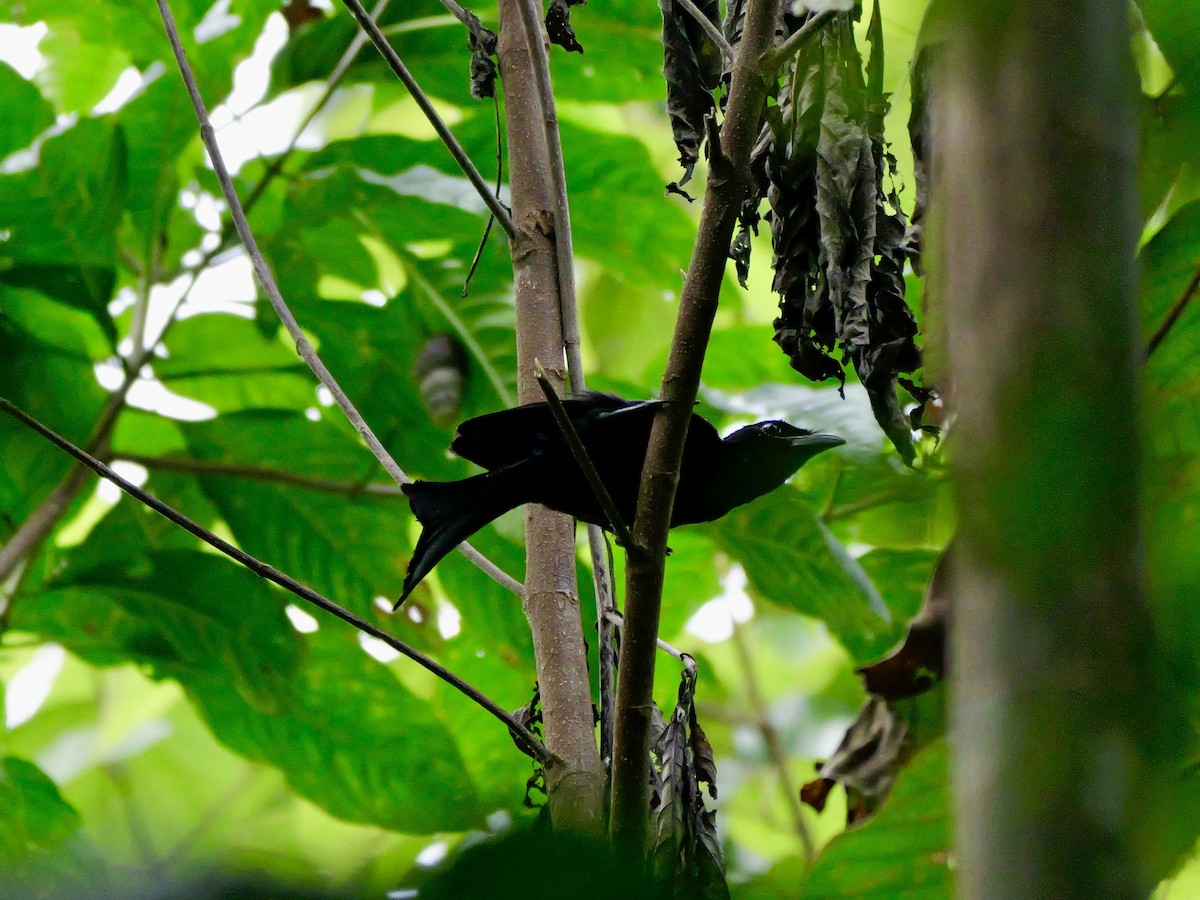 Palawan Drongo - ML647168523