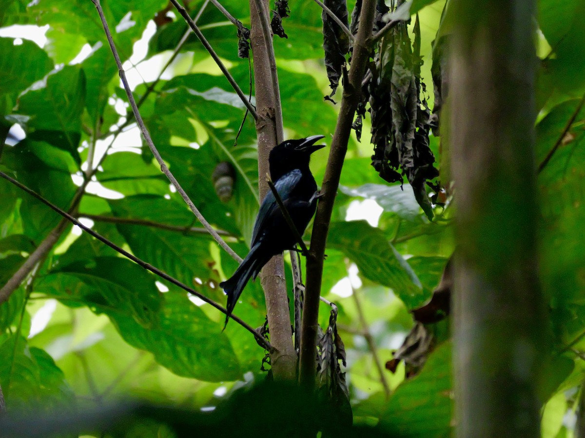 Palawan Drongo - ML647168524