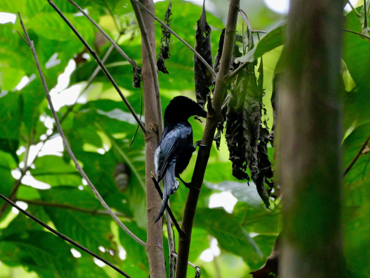 Palawan Drongo - ML647168525