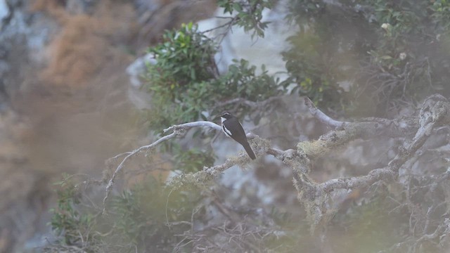 Alaca Kaya Bülbülü - ML647168531