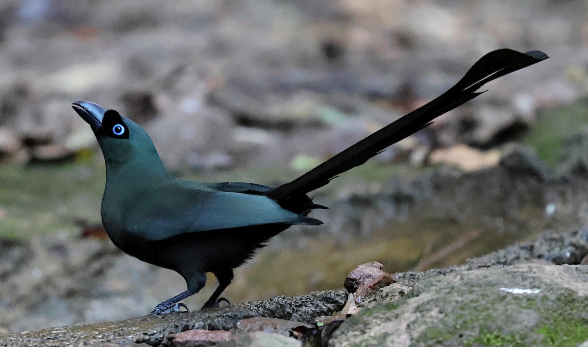 クロラケットオナガ - ML647168541