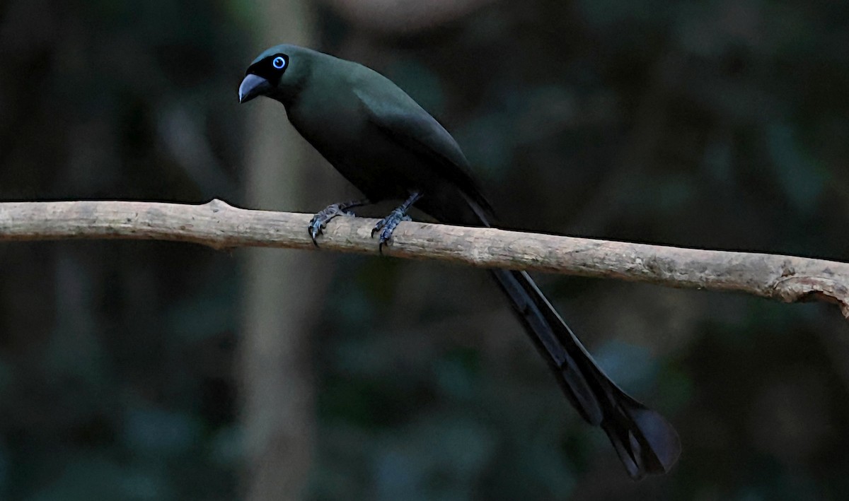 クロラケットオナガ - ML647168550