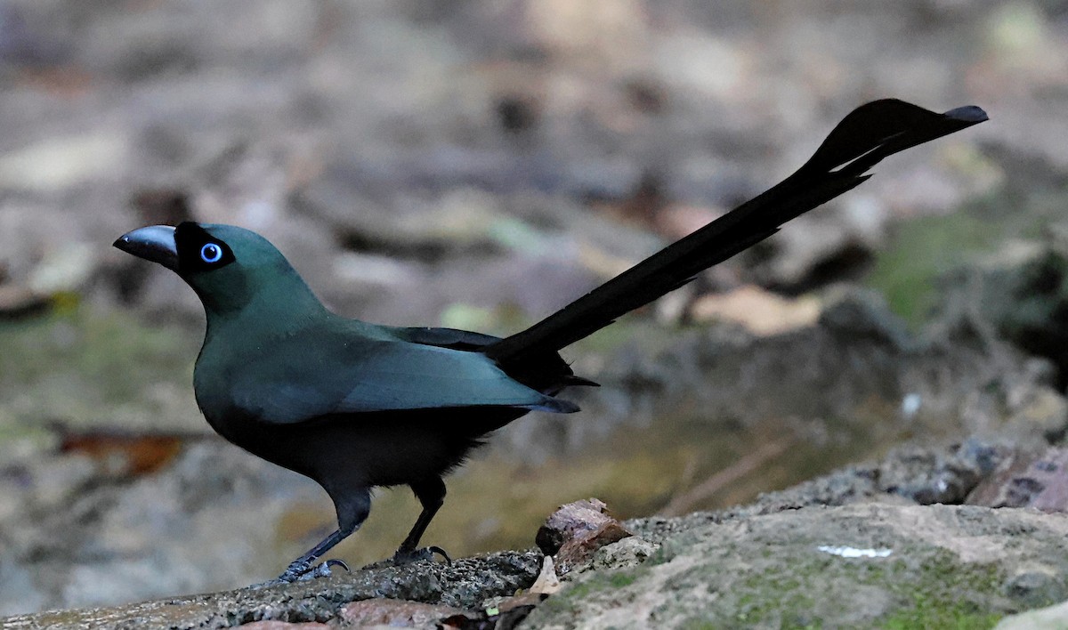 クロラケットオナガ - ML647168551