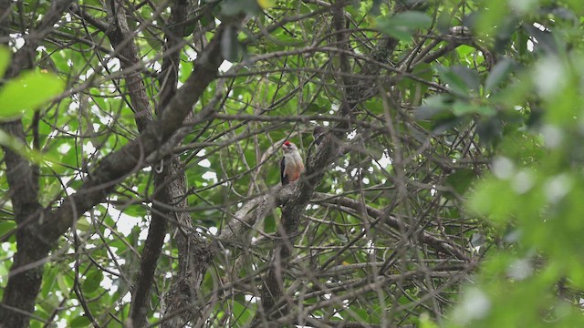 Kara Paçalı Barbet - ML647168563