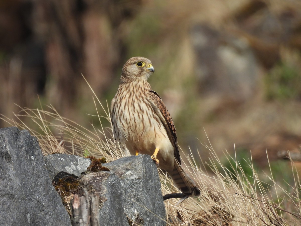 tårnfalk - ML647168572