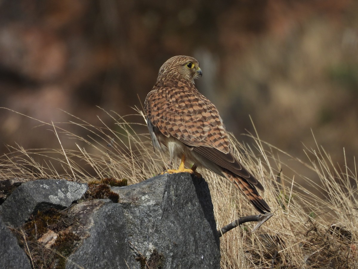 tårnfalk - ML647168573