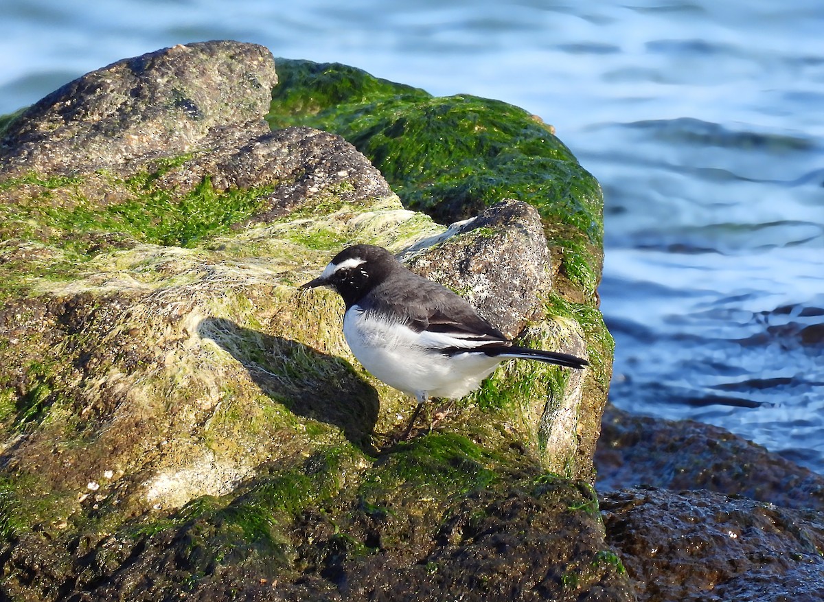 Japanese Wagtail - ML647168577