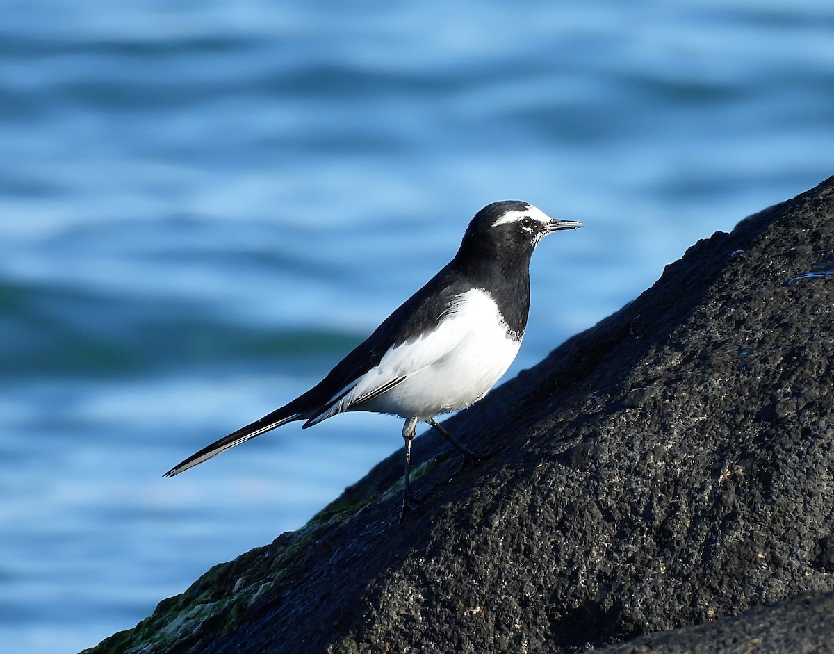 Japanese Wagtail - ML647168578
