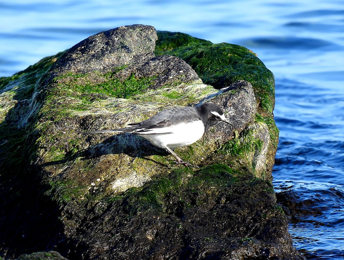 Japanese Wagtail - ML647168579