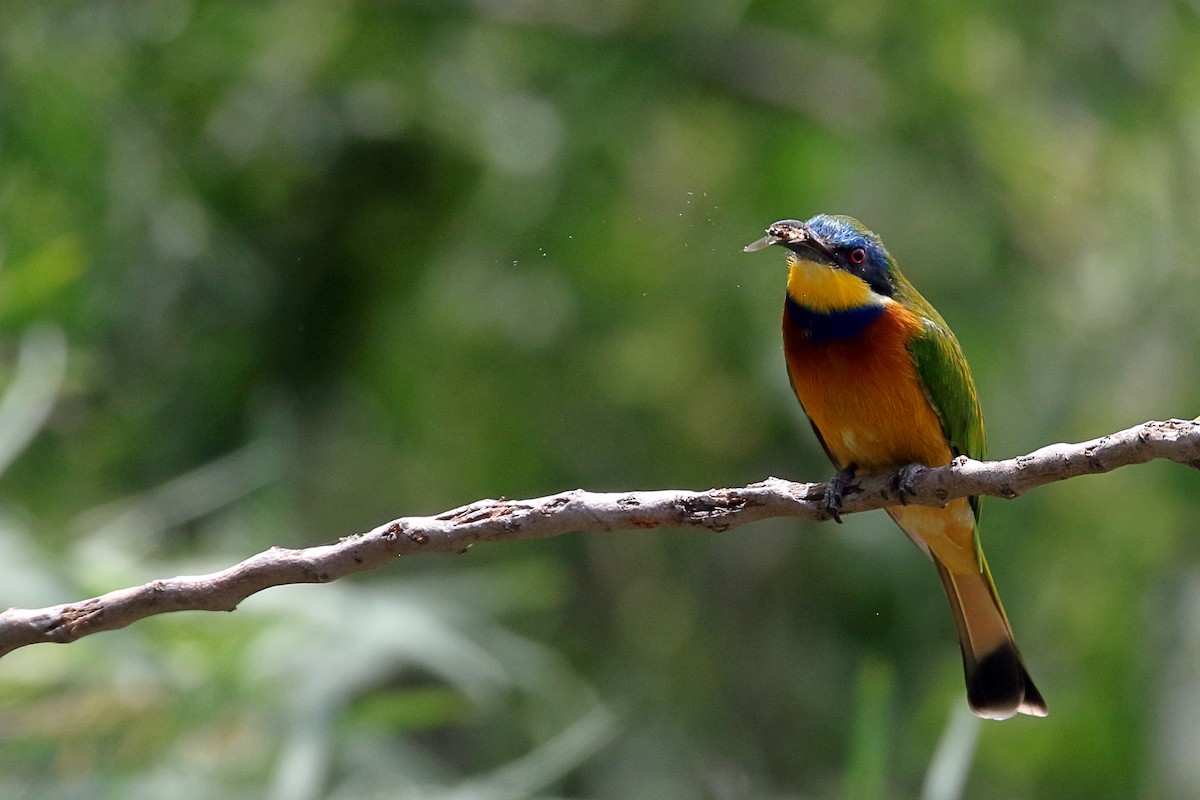 Ethiopian Bee-eater - ML647168580