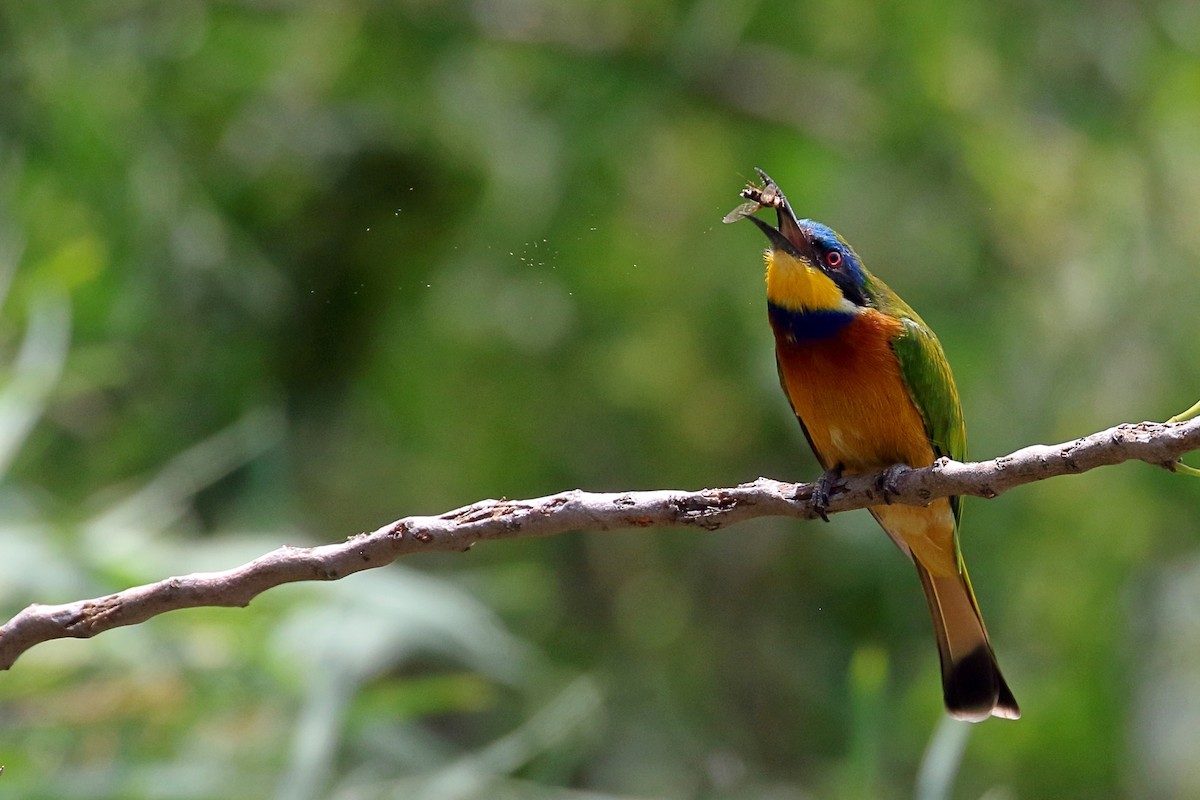 Ethiopian Bee-eater - ML647168581