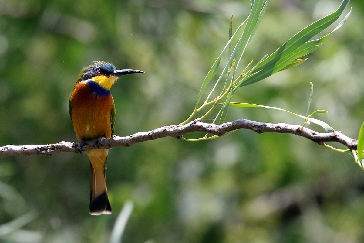 Ethiopian Bee-eater - ML647168582