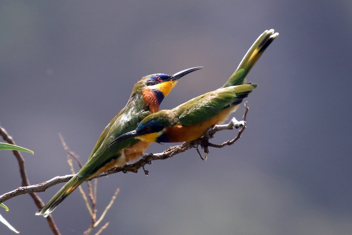 Ethiopian Bee-eater - ML647168583