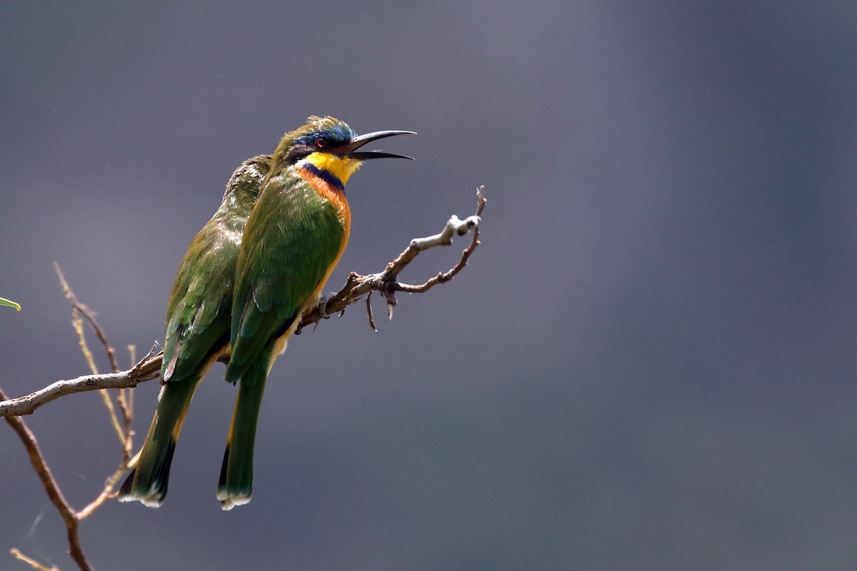 Ethiopian Bee-eater - ML647168584