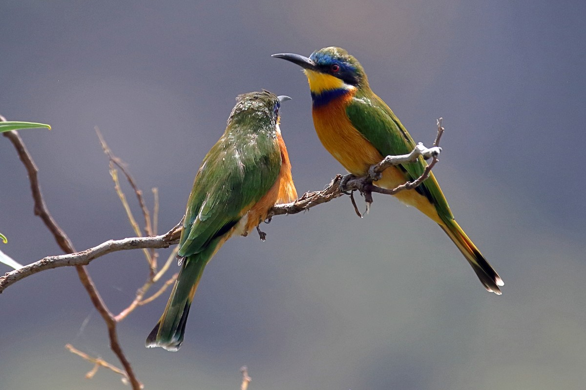 Ethiopian Bee-eater - ML647168585