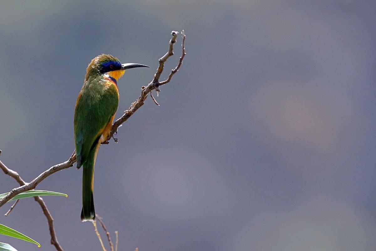 Ethiopian Bee-eater - ML647168586