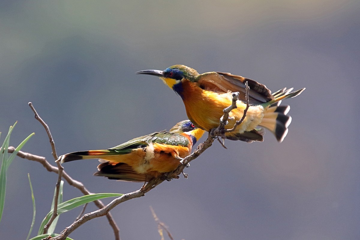 Ethiopian Bee-eater - ML647168587