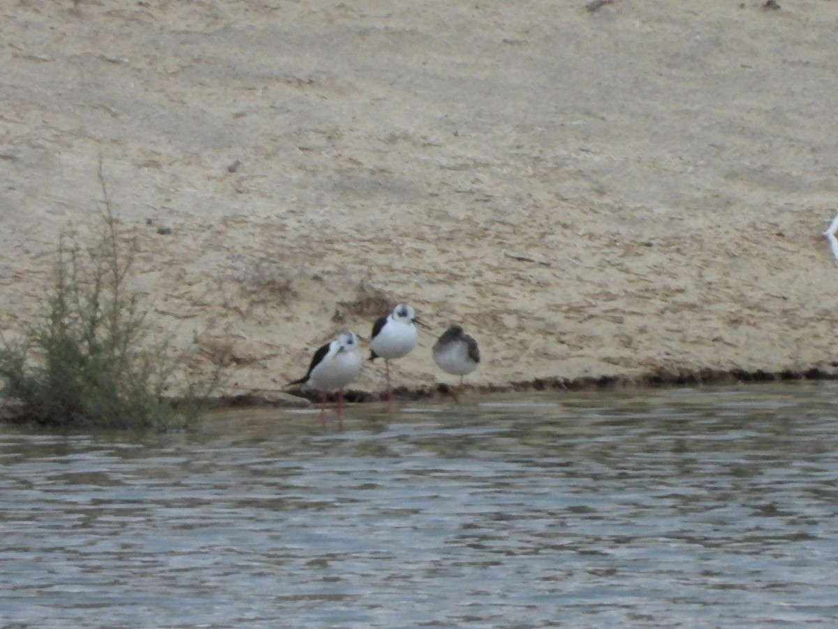 Black-winged Stilt - ML647168608
