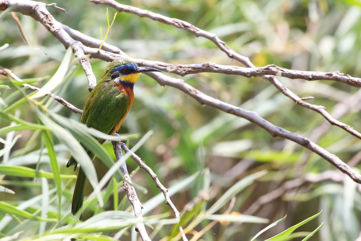 Ethiopian Bee-eater - ML647168613