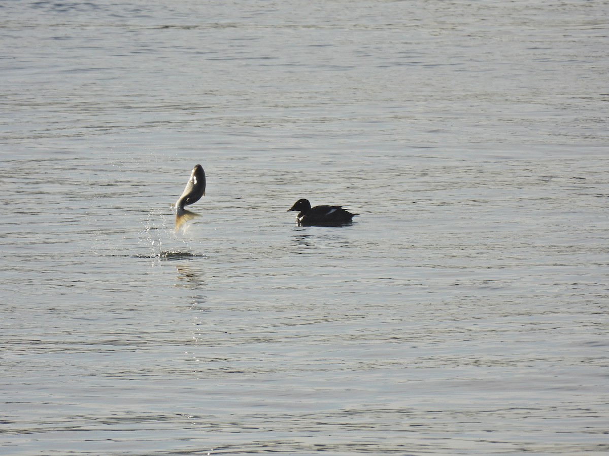 Stejneger's Scoter - ML647168616