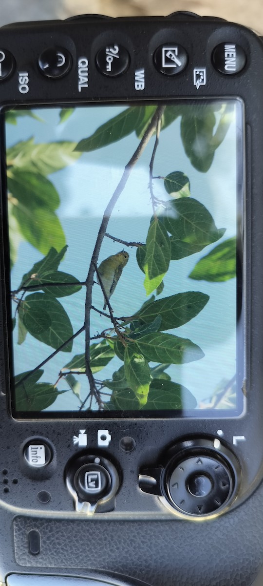 Mésange tête-de-feu - ML647168618