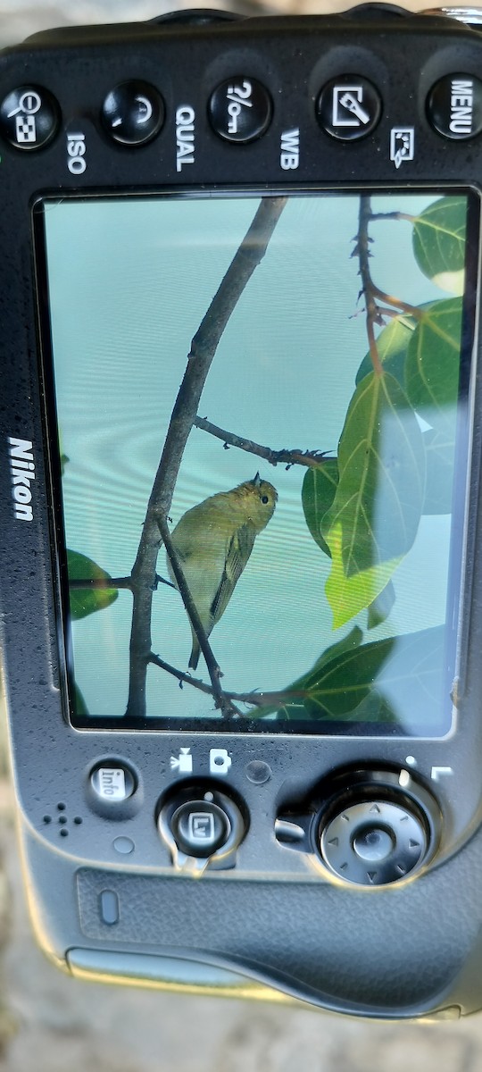 Mésange tête-de-feu - ML647168619