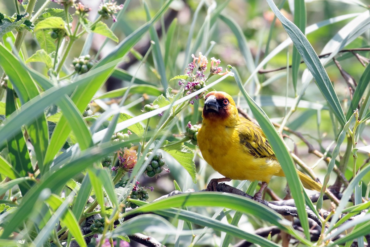 Rüppell's Weaver - ML647168623