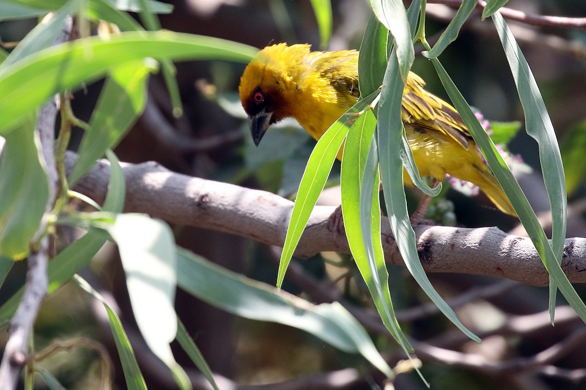 Rüppell's Weaver - ML647168624