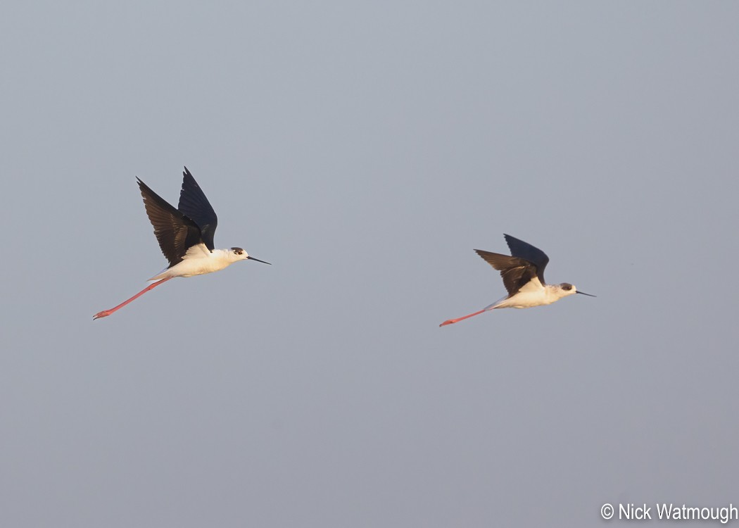 Black-winged Stilt - ML647168625