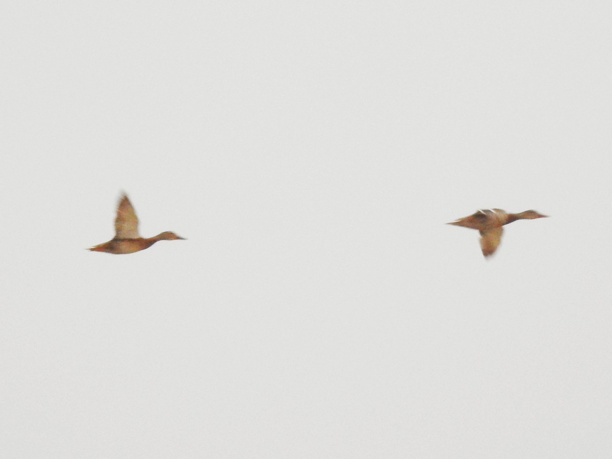 Mallard - ML647168627