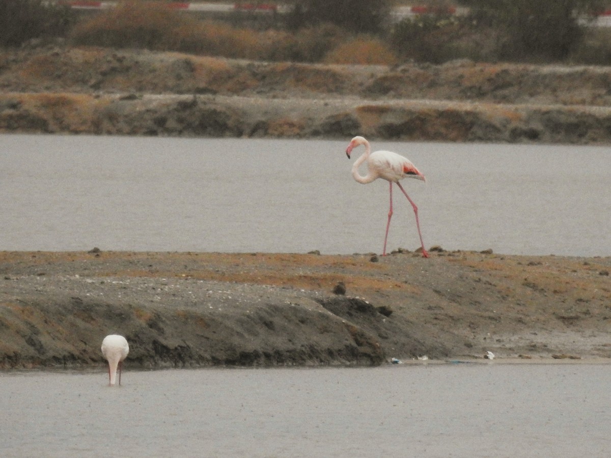 Розовый фламинго - ML647168629