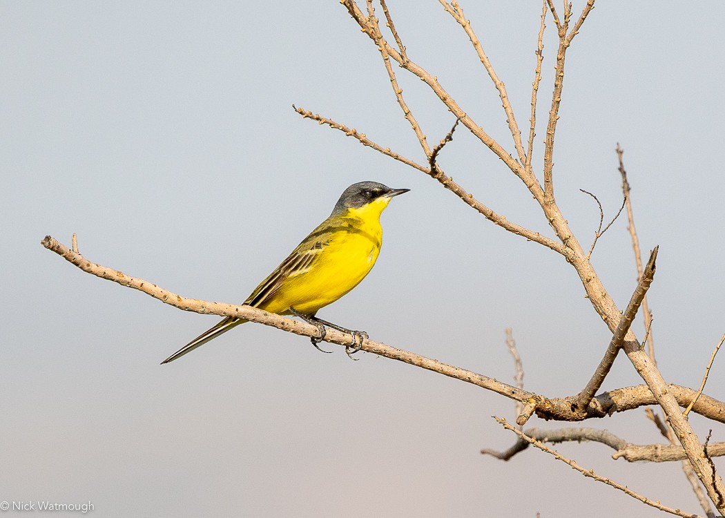 Жёлтая трясогузка - ML647168633