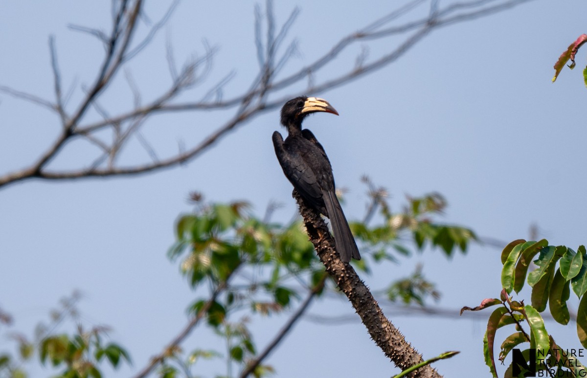 Congo Pied Hornbill - ML647168634