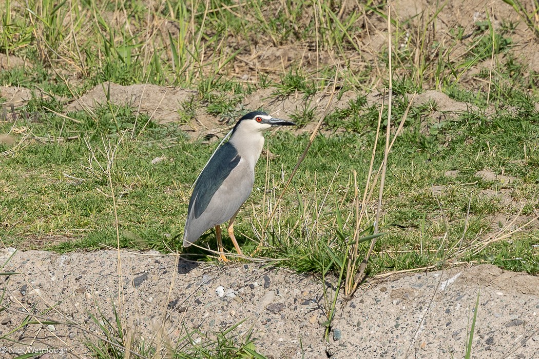 Кваква - ML647168640