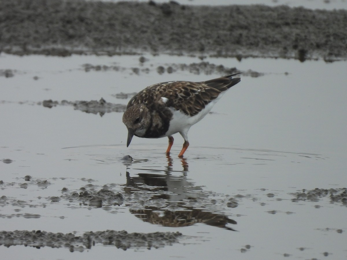 Камнешарка - ML647168641