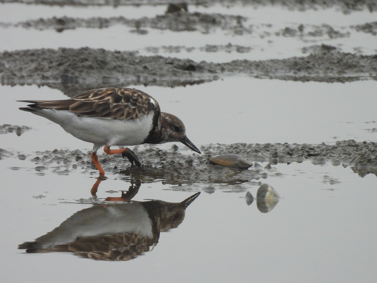 Камнешарка - ML647168642