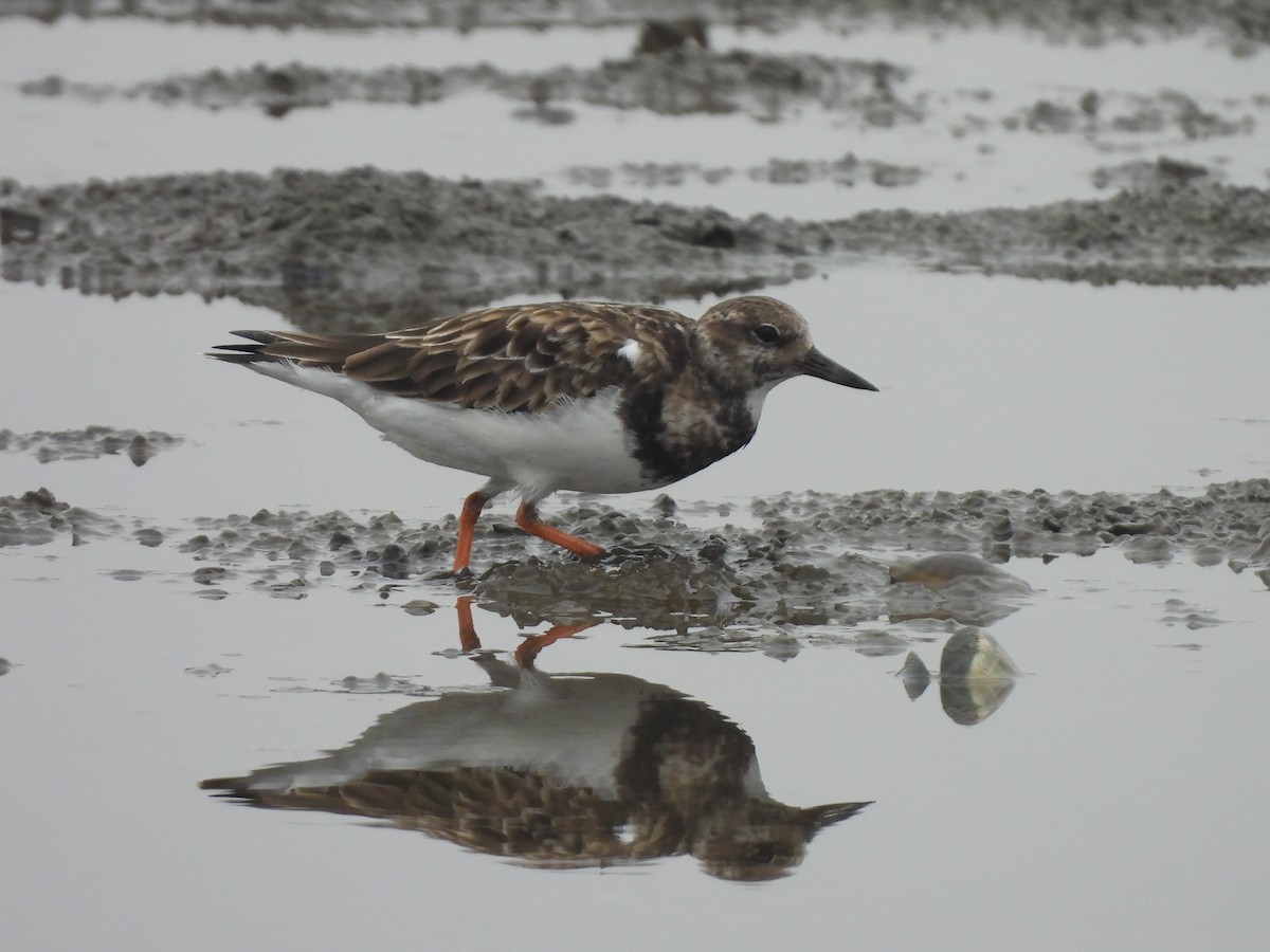 Камнешарка - ML647168643