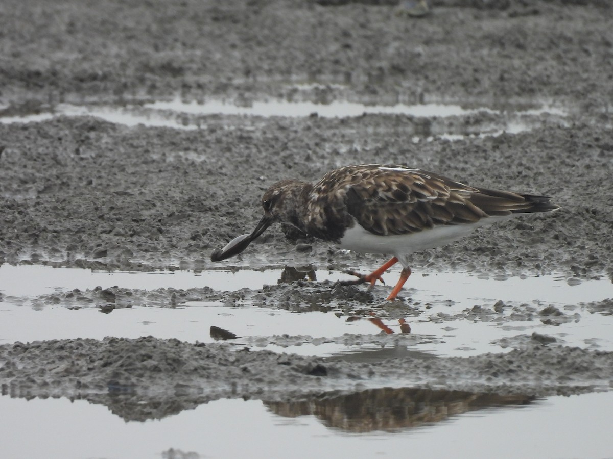 Камнешарка - ML647168644