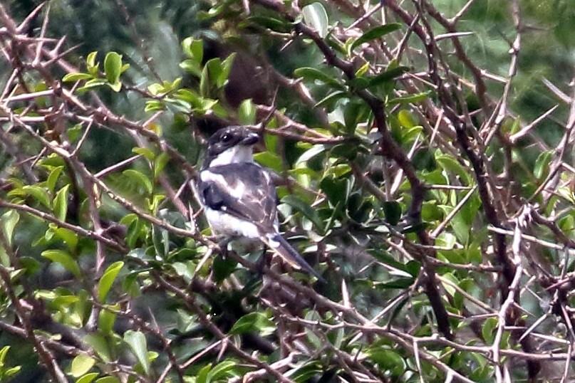 Саванный фискал - ML647168645