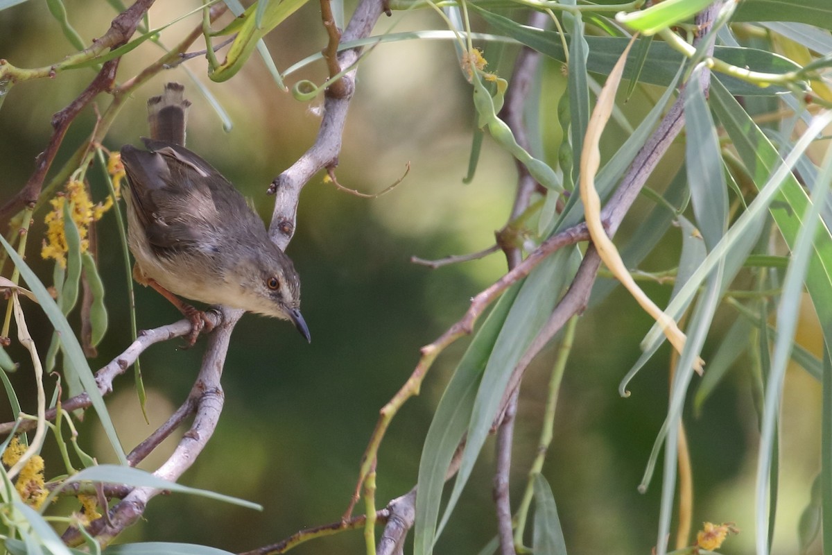 Охристобокая приния - ML647168648