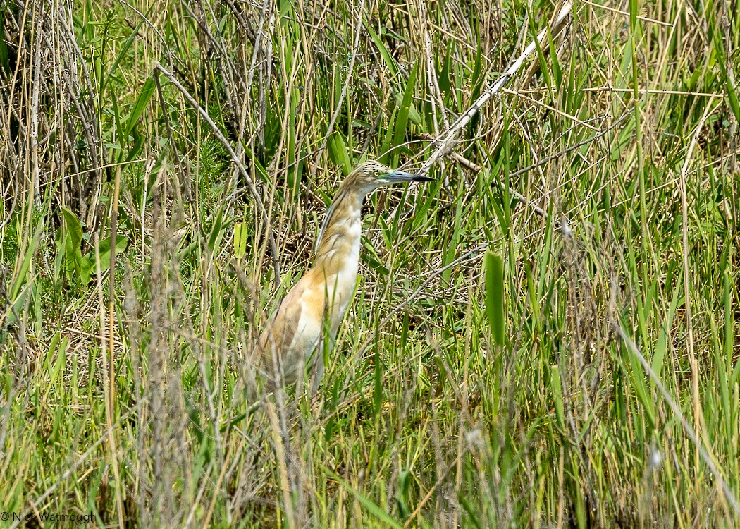 Жёлтая цапля - ML647168649