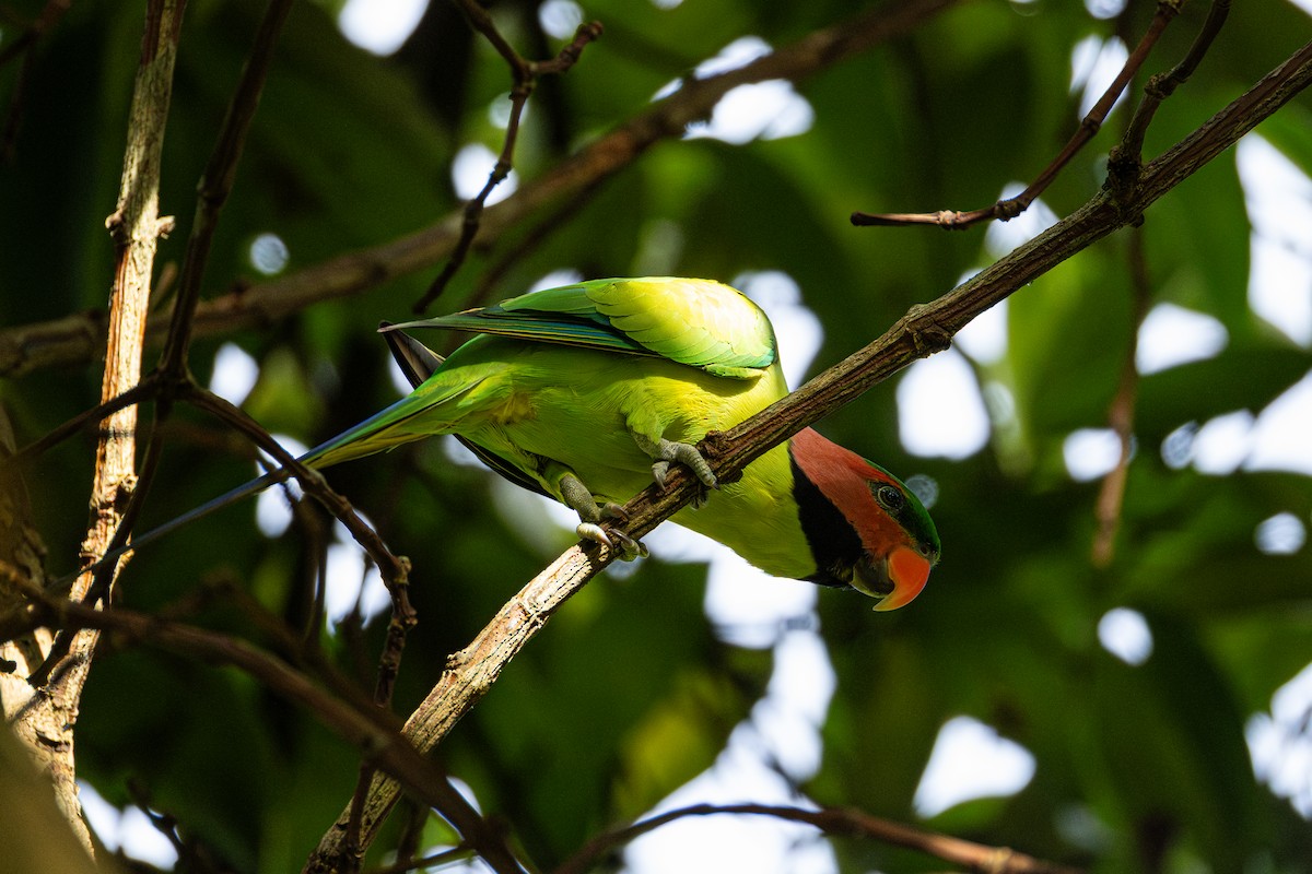 Нитехвостый кольчатый попугай - ML647168650