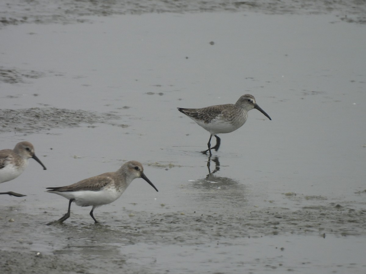 Краснозобик - ML647168651