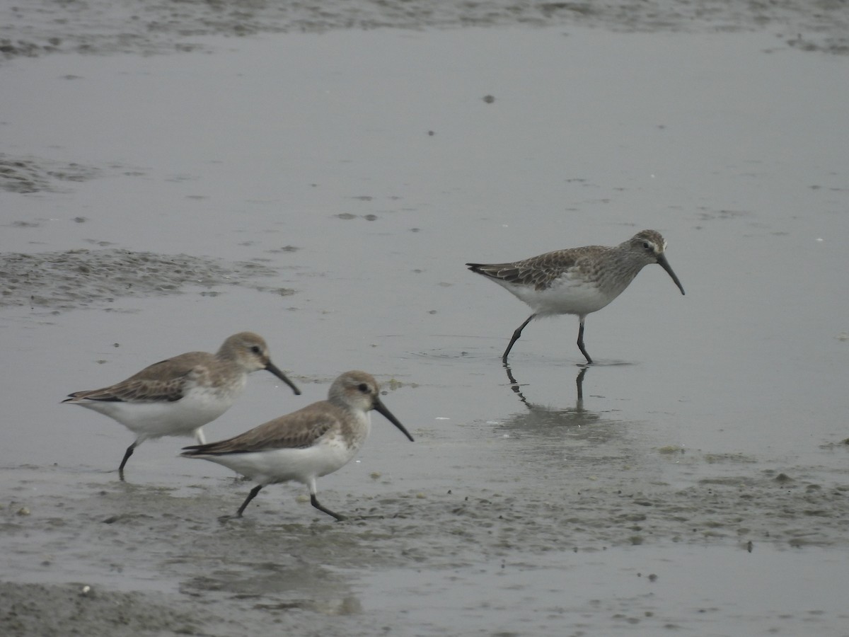 Краснозобик - ML647168652