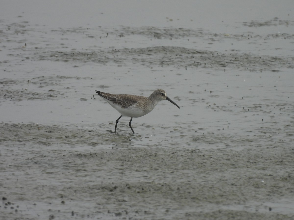 Краснозобик - ML647168653