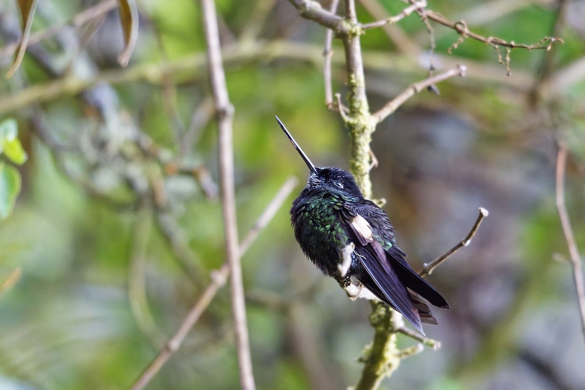 Бледнокрылый инка - ML647168656