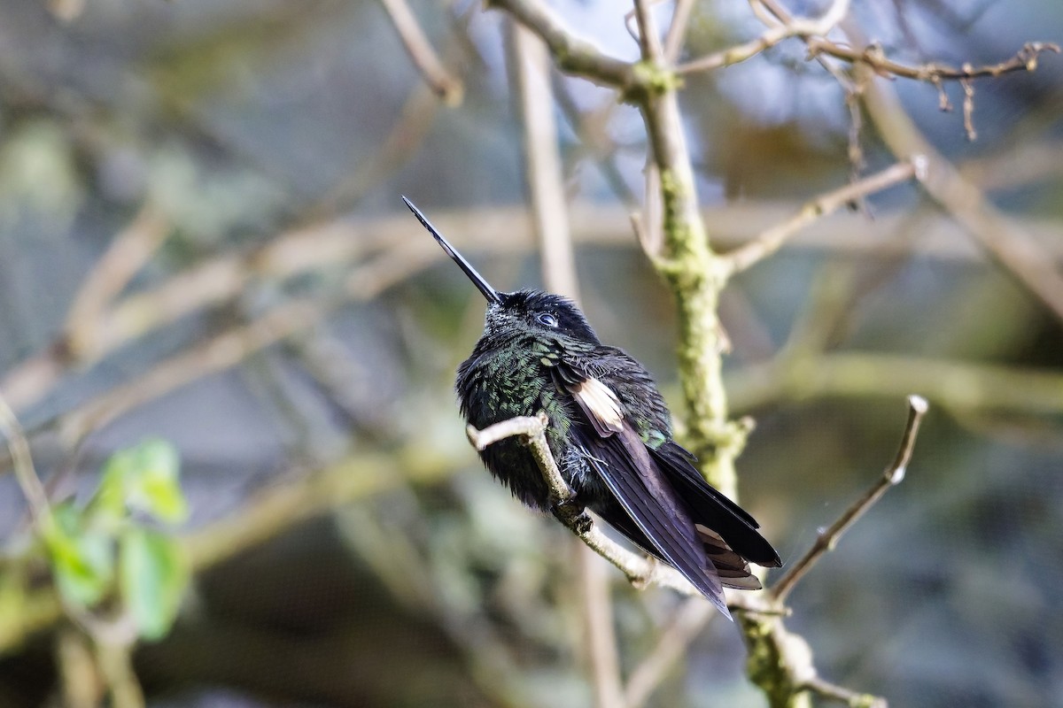 Бледнокрылый инка - ML647168657