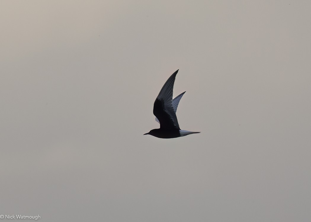 Белокрылая крачка - ML647168658