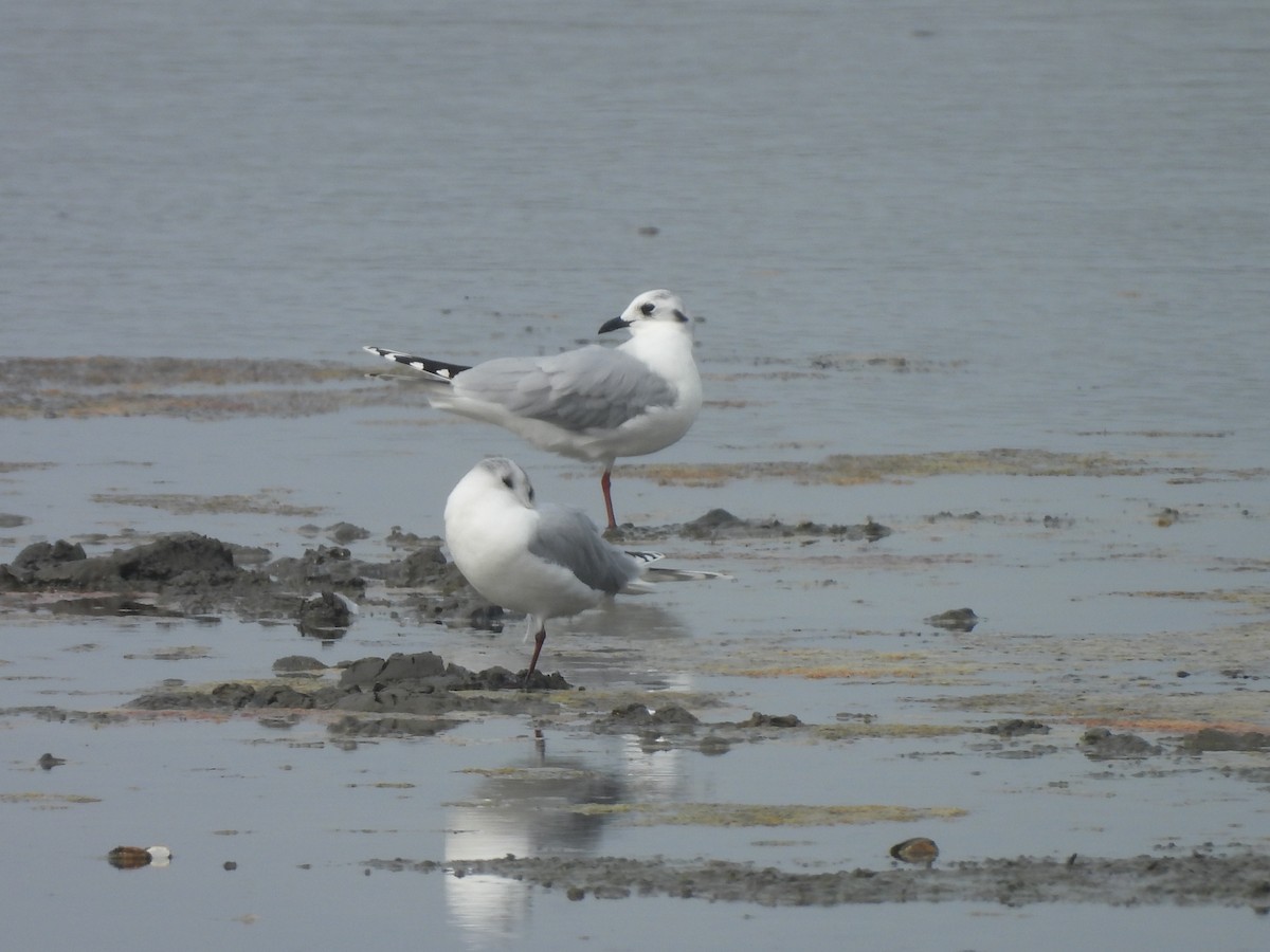 Китайская чайка - ML647168659