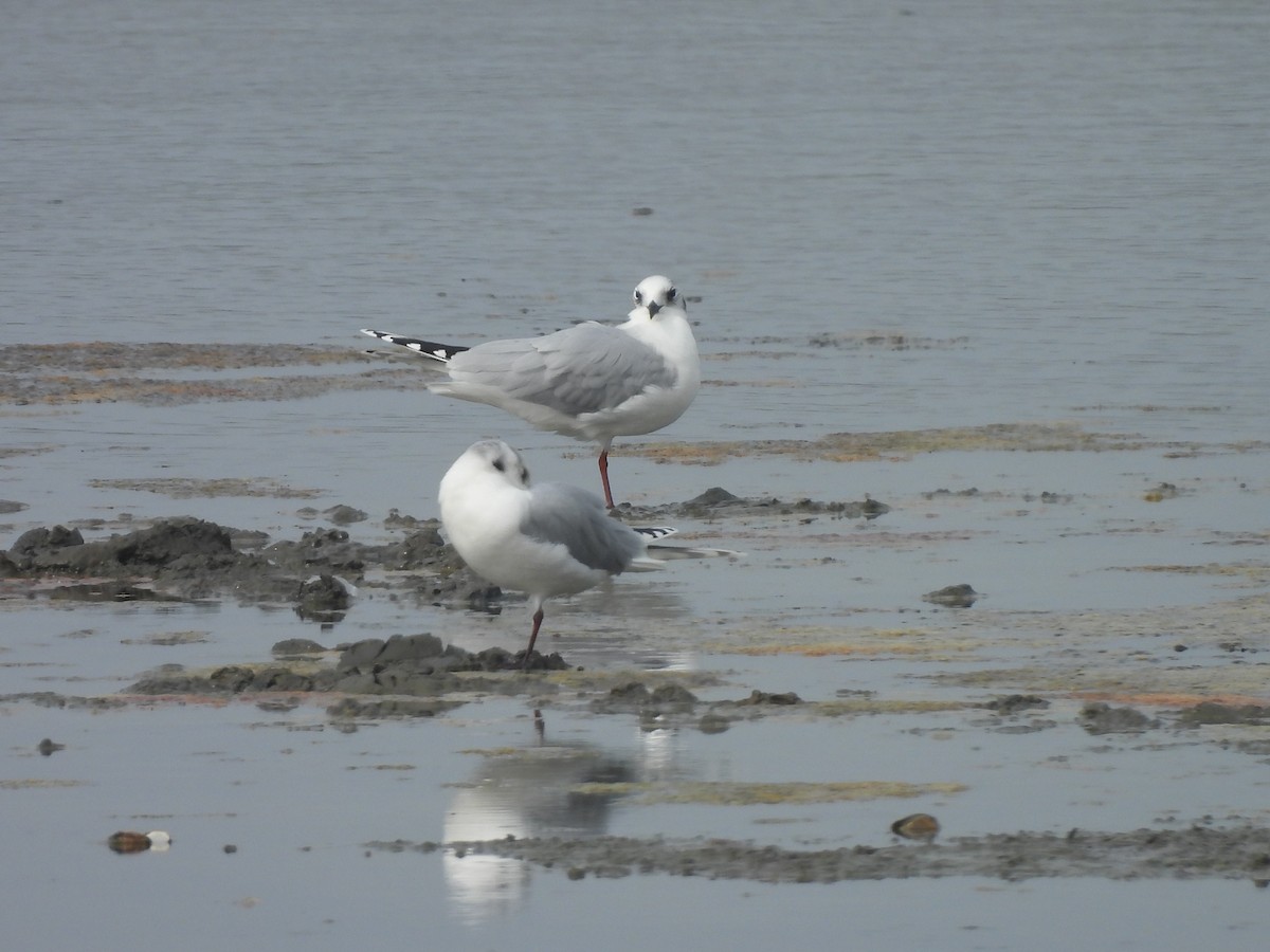 Китайская чайка - ML647168660